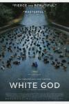 white god