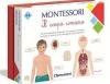 Montessori Corpo Umano